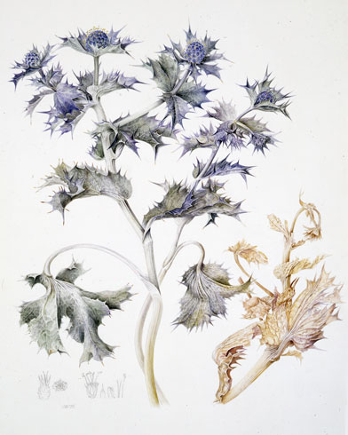 Gillian Barlow, Eryngium maritimum