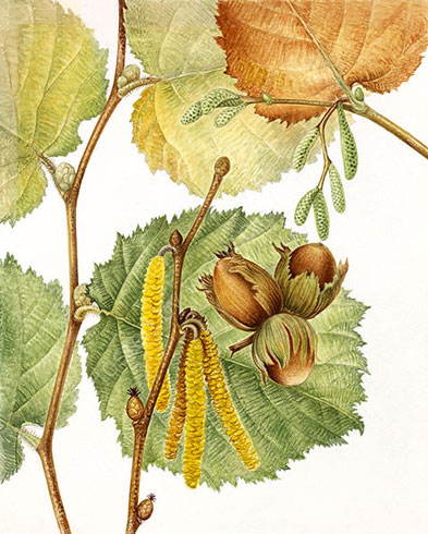 Gillian Barlow, Hazel (Corylus avellana)