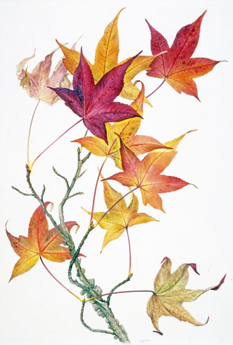 Gillian Barlow, Liquidambar styraciflua
