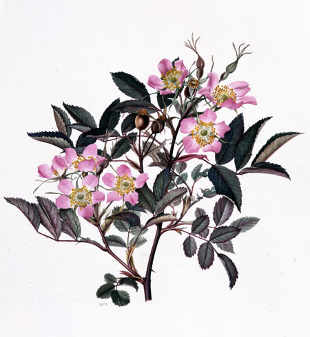 Gillian Barlow, Rosa glauca