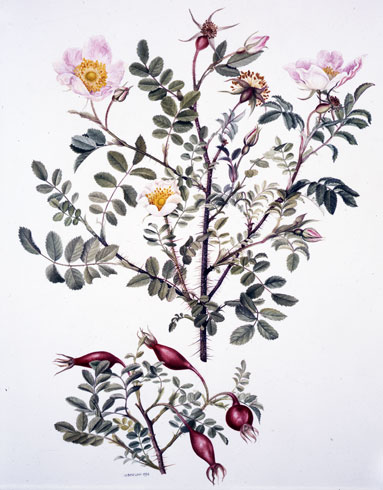Gillian Barlow, Rosa spinosissima