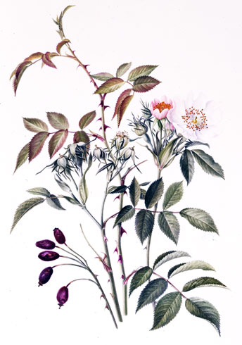 Gillian Barlow, Rosa stylosa